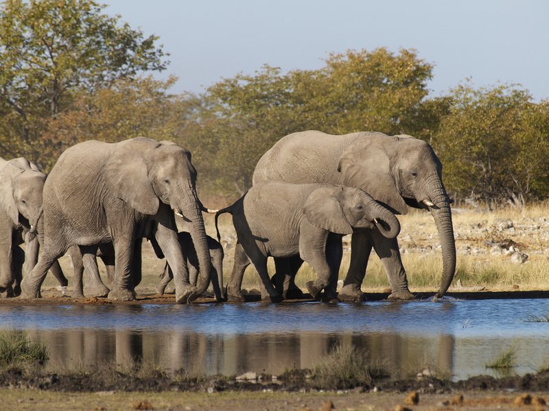 Elephant, Etosha National Park, Rietfontein